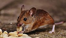 24 Hour & Emergency Exterminators in Laceys Spring, AL